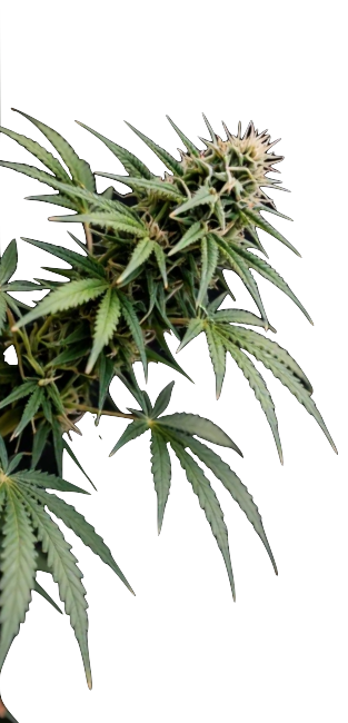 Fleurs de CBD small buds sélectionnées