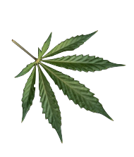 variétés de fleurs de cbd indica sativa et hybrides