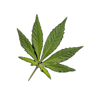 effets des fleurs de cbd sur le bien-être