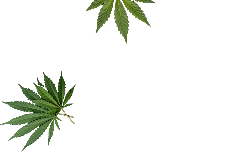 Fleurs de small buds cbd