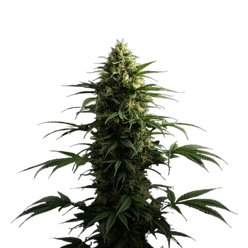 Fleurs de cbd small buds legal