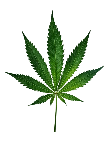 fleurs de cbd premium small buds