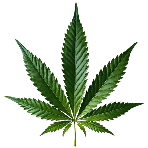 cbd flowers europe cheap