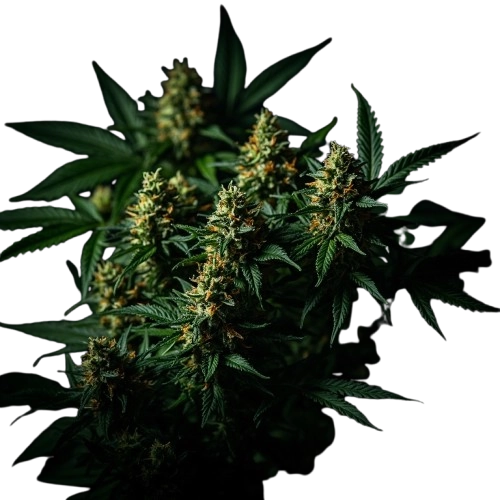 Fleurs de cbd small buds pas cher