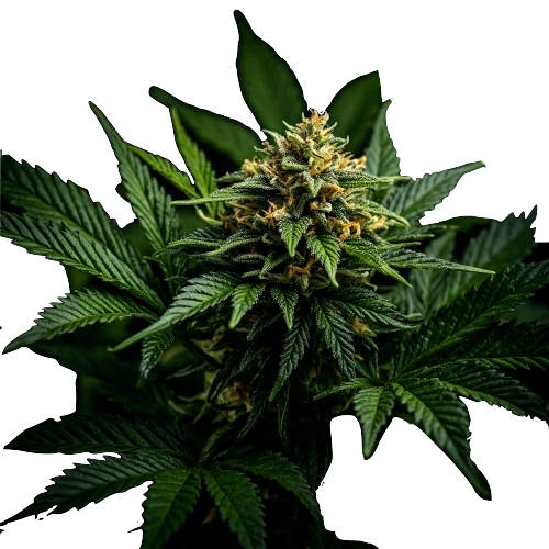 small buds cbd premium