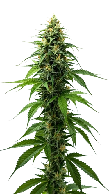 small bud cbd europe premium